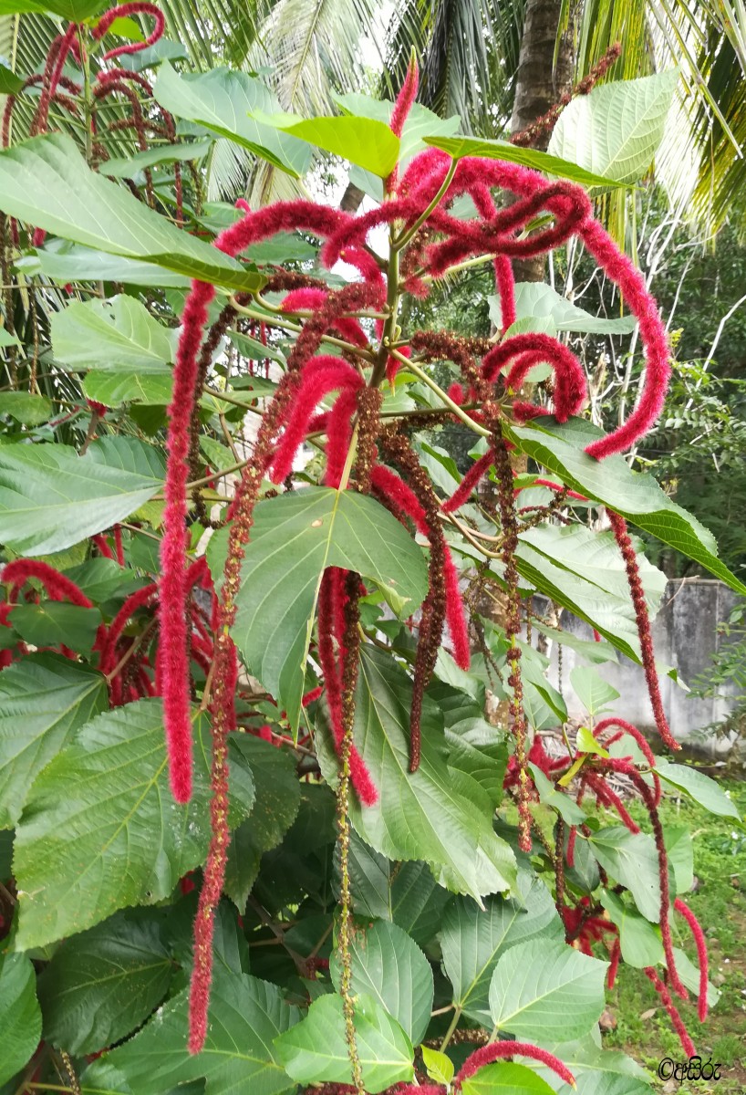 Acalypha hispida Burm.f.